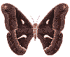 Image de papillon 055 gif