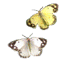 Image de papillon 057 gif