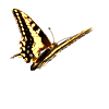 Image de papillon 069 gif