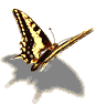 Image de papillon 072 gif