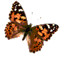 Image de papillon 074 gif