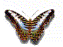Image de papillon 081 gif