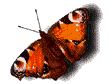 Image de papillon 083 gif