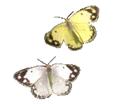 Image de papillon 084 gif
