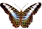 Image de papillon 086 gif