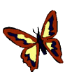Image de papillon 087 gif