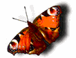Image de papillon 094 gif