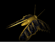 Image de papillon 097 gif