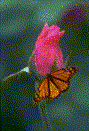 Image de papillon 099 gif