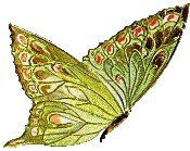 Image de papillon 109 gif