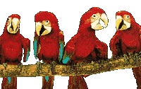 Image de perroquets 036 gif