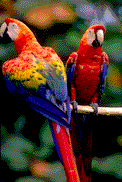 Image de perroquets 038 gif