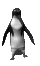 Image de pingouin 038 gif