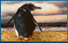 Image de pingouin 053 gif