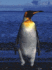 Image de pingouin 058 gif
