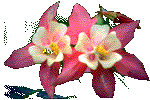 Image gif de abeille avec 2 fleurs