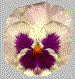 Image gif de petales de fleurs