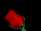 Image gif de rose rouge