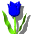 Image gif de tulipe bleue