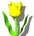 Image gif de tulipe jaune