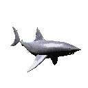 Image gif de requin 3D qui ondule son corps