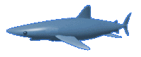 Image gif de requin en 3D qui nage