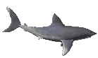Image gif de requin en 3D qui remue la queue