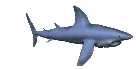 Image gif de requin en 3D