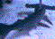 Image gif de requin marteau