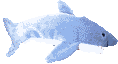 Image gif de requin qui fait des ronds