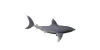 Image gif de requin sur fond blanc
