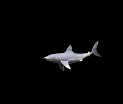 Image gif de requins 3D sur fond noir