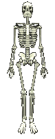 Image gif de rotation d un squelette