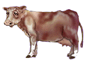 Image de vache 070 gif