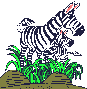 Image gif de un zebre avec son petit