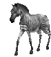 Image gif de zebre qui marche