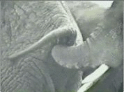 Elephant constipe